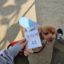 서울시 반려견 순찰대 지원 후기 / 보라매공원 / 산책훈련