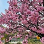 [천안 안서동]겹벚꽃의 대표명소 “각원사”, 4월 10일 현재 개화 상태는 요정도~🌸