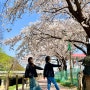 남동둘레길 산책코스 인천대공원부터 소래습지생태공원까지 이어지는 장수천 벚꽃길산책