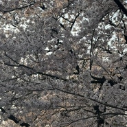2024.04.05 ~ 04.07 | DAY 2 - 여의도 벚꽃축제, 벚꽃은 너무 빨리지니까 블로그도 빨리 써야됐는데...하는 일기 + 문래 감성 느끼며 먹부림