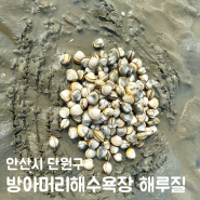 대부도 방아머리 해수욕장 서울 근교 조개 해루질 포인트
