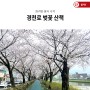화려한 봄의 시작, 경천로 벚꽃 산책