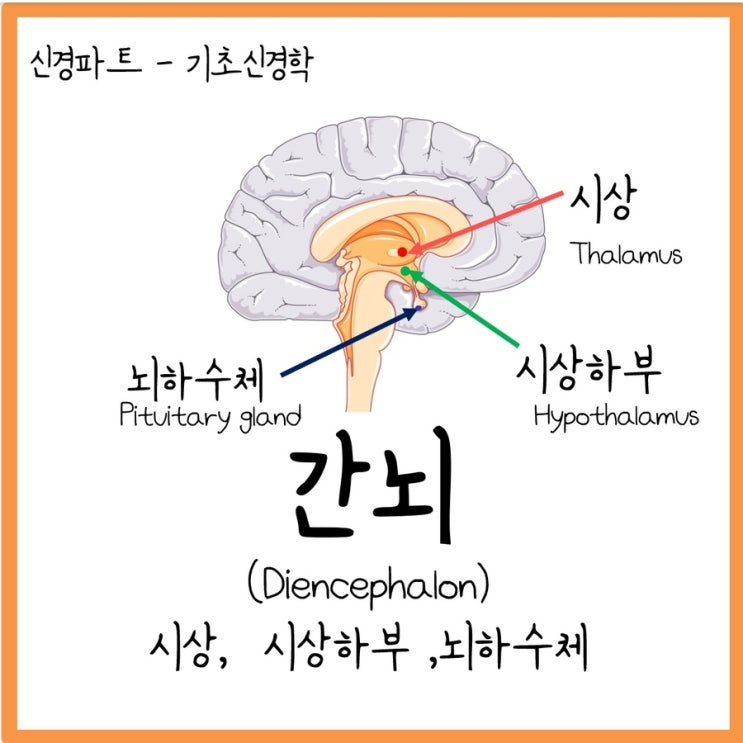 [뇌] 간뇌 (Diencephalon) : 시상, 시상하부, 뇌하수체 : 네이버 블로그