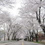 4월 11일 춘천댐(한강수력본부) 벚꽃 볼만하네요. 이번주 토요일도 벚꽃 구경 괜찮을 듯...