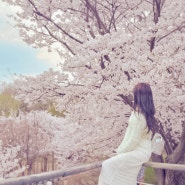 국내여행 서울 데이트하기 좋은 공원 성수동 서울숲길 사슴방사장 벚꽃 명소