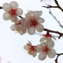 인제의 봄 (花開)