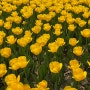 대전튤립 유림공원 : 봄꽃구경, 4월 튤립개화상태(주차)