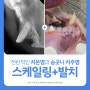 [부산치과동물병원] 고양이 스케일링, 송곳니 치주염 발치 치료