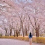 경기도 파주 가볼만한곳 오산리기도원 벚꽃 실시간 후기
