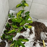 식물 분갈이 어디서 하세요? ft. 치자나무 & 크테난테 루베르시아나 물꽂이에서 흙으로 분갈이