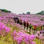 비슬산 참꽃문화제 기본정보 셔틀버스 대구참꽃축제
