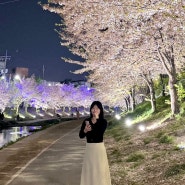 천안 원성천 벚꽃 실시간, 주차 꿀팁 및 야경
