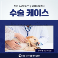 아산24시동물병원 강아지 자궁축농증 수술 후기!