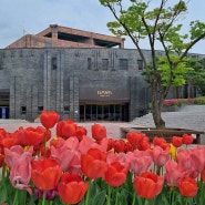 국립김해박물관의 봄 | 김해 튤립이 예쁜 꽃구경하기 좋은 곳