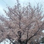 [대전/가볼 만한 곳] 한밭수목원::봄 향기 물씬 느끼며 산책하기 좋은 대전 한밭수목원(24.04.04 방문)