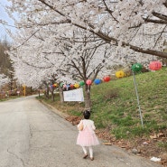 파주 숨은 벚꽃명소 검단사 + 출판단지 서호정사