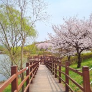 인천대공원 벚꽃 실시간 개화 현황과 주차