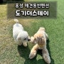 강아지와 충남 홍성 여행, 수영장 있는 애견독채펜션 도기더스테이