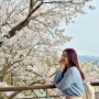 화담숲 벚꽃 실시간 만개 모노레일 후기 화담채 얼른 가세요!