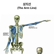 근막경선 해부학 전방상지선(심부,표면)위치와 기능