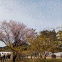 2024.03.30~31 멍뭉이 자취집/홈메이드음식(대패삼겹파스타/베이컨팽이버섯말이/떡꼬치/닭다리살간장덮밥)/보드게임(마법의 미로)/서울 벚꽃 경복궁/용호낙지/청계천