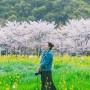 김해 소풍 :: 생림 어느 공원에서 (벚꽃 & 유채꽃)