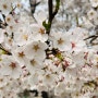 2024년 4월 10일 파주 벚꽃 명소 꽃구경 추천 오산리기도원