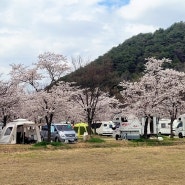 문경노지차박 문경야구장 벚꽃캠핑