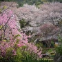 벚꽃 지는 청강사