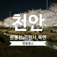 천안 벚꽃명소 원성천, 각원사, 북면 벚꽃축제