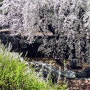 대구 앞산 해넘이전망대 주차장 요금 정보 및 빨래터공원 벚꽃 풍경