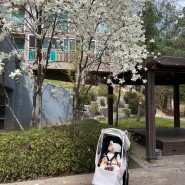 24년 대전 벚꽃투어 (동네, 갑천변, 대청호 벚꽃길)