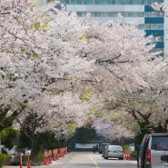 봄봄봄이 왔네요｜안산 화랑유원지｜원인재역 연수벚꽃길 나들이🌸