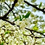 4월 10일 서산 개심사 왕벚꽃, 청벚꽃 개화 실시간 (애견동반 가능)