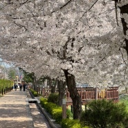 [안동 여행] 숨은 벚꽃 명소 태화 천리천 산책로