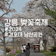 2024 강릉 벚꽃축제 경포피크닉 (+경포대, 남산공원 현황 4/8기준)