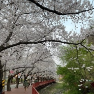 가평벚꽃축제 에덴벚꽃길 4월 10일 개화상황 주차꿀팁
