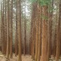 황령산 편백나무 숲 바람고개 약수터 계곡 산책 소확행 일상