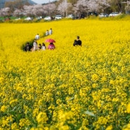 청보리밭축제 열리는 도깨비 촬영지 고창 학원농장 유채꽃 개화 현황 축제 정보
