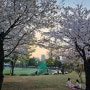 동탄 센트럴파크 벚꽃축제