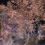 [군산예미담치과] 군산 은파호수공원 벚꽃 구경