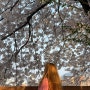 블린이의 4월 첫 주말의 일상 기록_벚꽃놀이part.2
