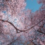 자유공원 인천 벚꽃 명소