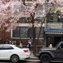 벚꽃시즌 만끽하기 | 경의선숲길, 안양천, 올림픽공원, 희우정로