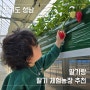 성남 딸기체험 농장 딸기랑 분당 근교 아이랑 가볼만한곳