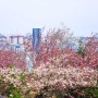 부산 민주공원 겹벚꽃 명소 개화상황 4월 꽃구경 가볼만한곳