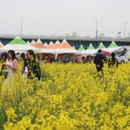 나주 봄꽃 여행 가볼만한곳 영산강 유채꽃 축제