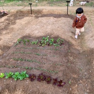 아욱 새싹아 반가워🌱: 모종,당근 심기 [도시농부] 강감찬 텃밭/주말농장