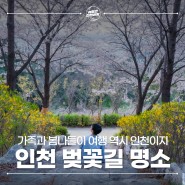 봄 여행지 추천 인천 영종도 세계평화의숲 수봉공원 벚꽃 막차
