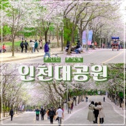 인천대공원 벚꽃 실시간 개화 모습